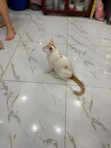 review 199 ảnh 1