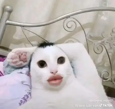 review 288 ảnh 1